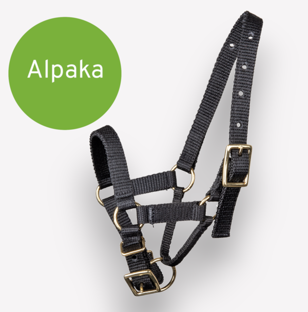 Alpaka Halfter mit Dornschnalle| perfekter Sitz am Kopf| in 4 verschieden Größen